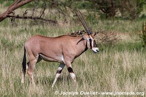 Réserve nationale de Samburu - Kenya