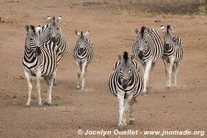 Parc national royal Hlane - Swaziland
