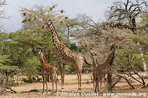 Selous Game Reserve - Tanzania