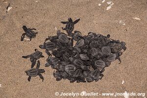 Sanctuario de la tortuga la Escobilla - Oaxaca - Mexique