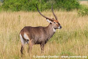 Queen Elizabeth National Park - Uganda