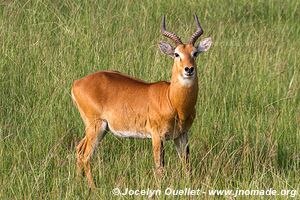 Parc national Queen Elizabeth - Ouganda