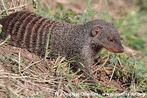 Queen Elizabeth National Park - Uganda