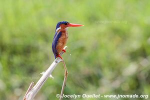 Parc national Queen Elizabeth - Ouganda