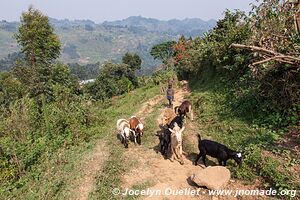 Autour de la forêt impénétable de Bwindi - Ouganda