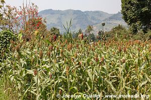 Around Bwindi Impenetrable Forest - Uganda