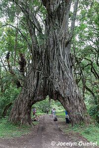 Arusha National Park - Tanzania