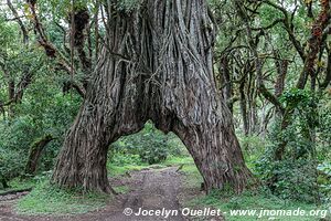 Arusha National Park - Tanzania