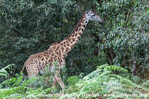 Parc national d'Arusha - Tanzanie