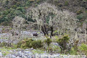 Arusha National Park - Tanzania