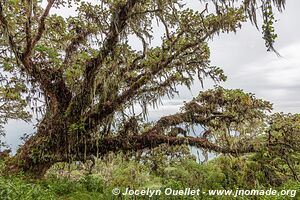 Parc national d'Arusha - Tanzanie