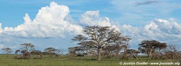 Parc national du Serengeti - Tanzanie