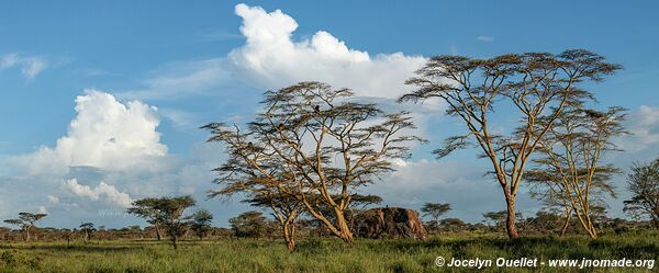 Parc national du Serengeti - Tanzanie