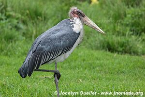 Ngorongoro Conservation Area - Tanzania