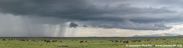 Parc national du Serengeti - Tanzanie