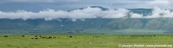 Aire de conservation du Ngorongoro - Tanzanie