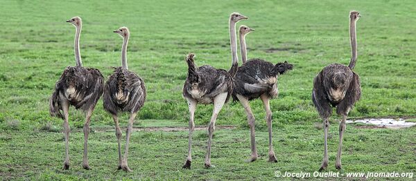 Serengeti National Park - Tanzania