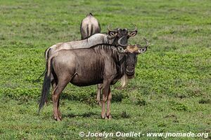 Serengeti National Park - Tanzania