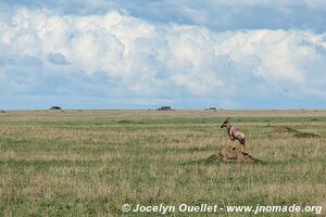 Serengeti National Park - Tanzania