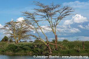 Parc national du Serengeti - Tanzanie