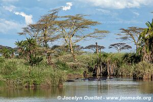 Parc national du Serengeti - Tanzanie