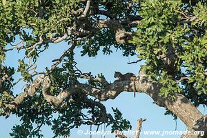 Parc national du Serengeti - Tanzanie