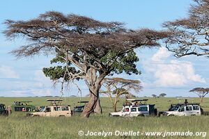 Parc national du Serengeti - Tanzanie