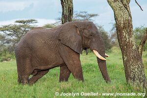 Serengeti National Park - Tanzania