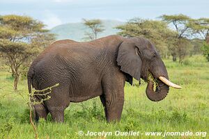 Parc national du Serengeti - Tanzanie