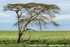 Parc national du Serengeti - Tanzanie