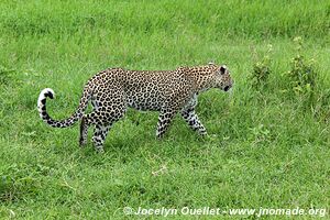 Parc national du Serengeti - Tanzanie