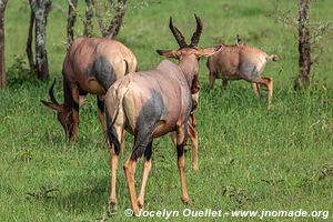 Serengeti National Park - Tanzania