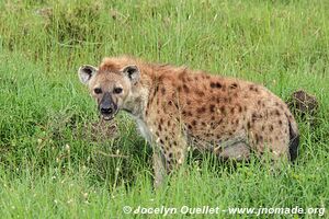 Parc national du Serengeti - Tanzanie