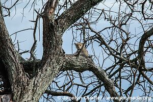 Parc national du Serengeti - Tanzanie