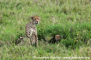 Parc national du Serengeti - Tanzanie