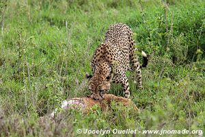 Serengeti National Park - Tanzania