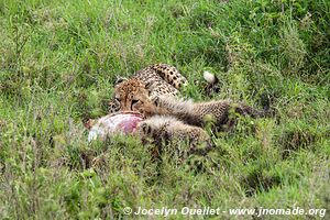 Parc national du Serengeti - Tanzanie