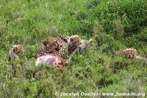 Parc national du Serengeti - Tanzanie