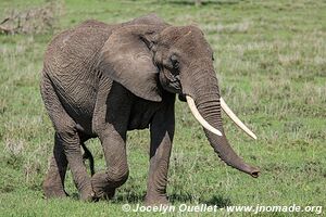 Parc national du Serengeti - Tanzanie