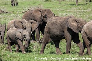 Parc national du Serengeti - Tanzanie