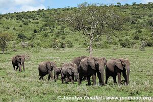 Parc national du Serengeti - Tanzanie