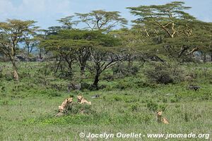 Parc national du Serengeti - Tanzanie