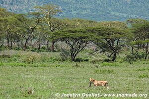 Serengeti National Park - Tanzania