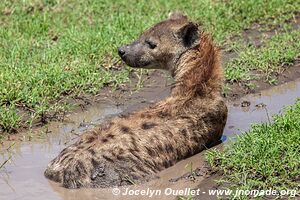 Parc national du Serengeti - Tanzanie