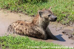 Serengeti National Park - Tanzania