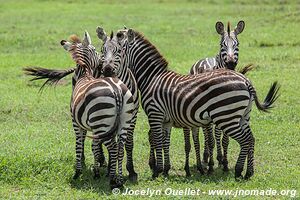 Parc national du Serengeti - Tanzanie