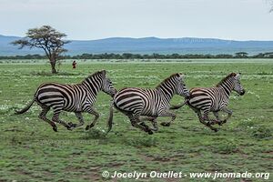 Aire de conservation du Ngorongoro - Tanzanie