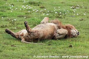 Ngorongoro Conservation Area - Tanzania