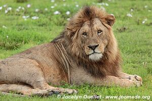 Aire de conservation du Ngorongoro - Tanzanie