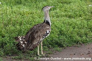 Aire de conservation du Ngorongoro - Tanzanie